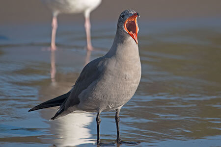 heermanns gull yawning